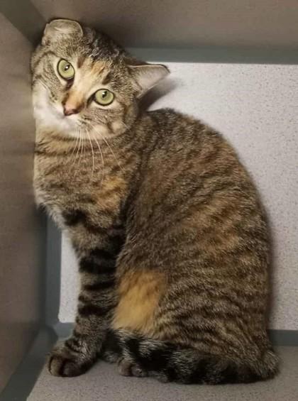 Enlarge Winter (Barn Cat), a Adoptable mixed breed in Waupaca, WI image 1/1