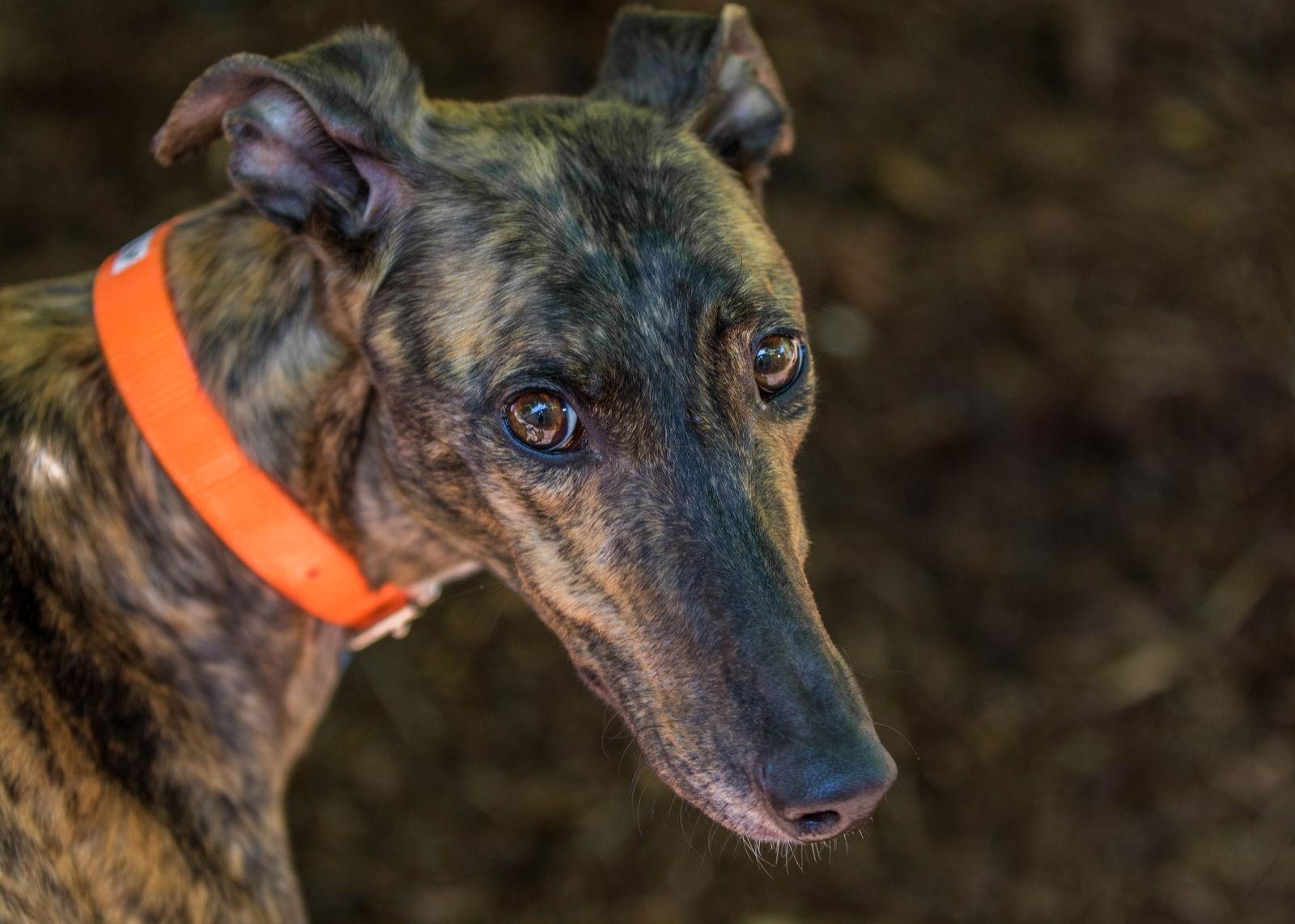 Lilly, Adoptable, Adult Female Greyhound.