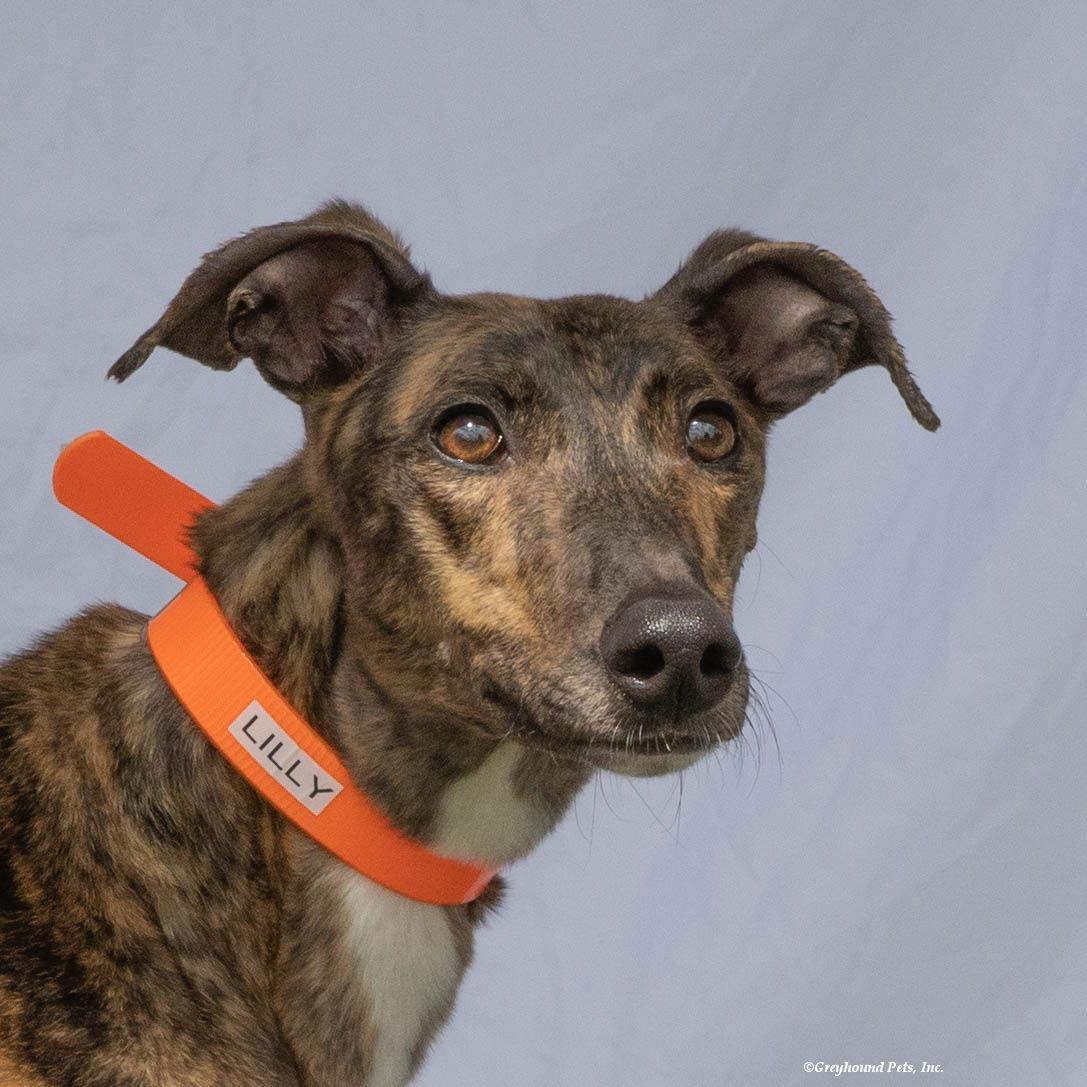 Lilly, a Adoptable Greyhound in Woodinville, WA image 2/3
