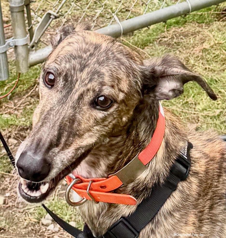 Lilly, a Adoptable Greyhound in Woodinville, WA image 3/3