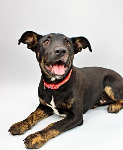 Will, Adoptable, Puppy Male Australian Kelpie & Mixed Breed.