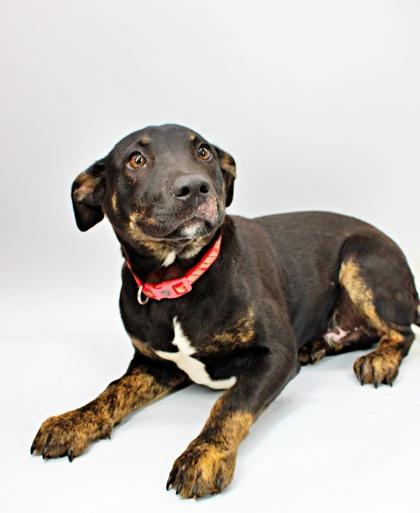 Enlarge Will, a Adoptable mixed breed in Morton Grove, IL image 2/2