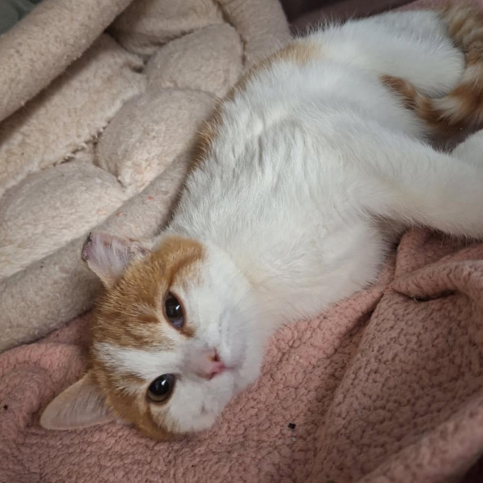 Taco, a Adoptable Domestic Short Hair in Saint Cloud, MN image 1/6