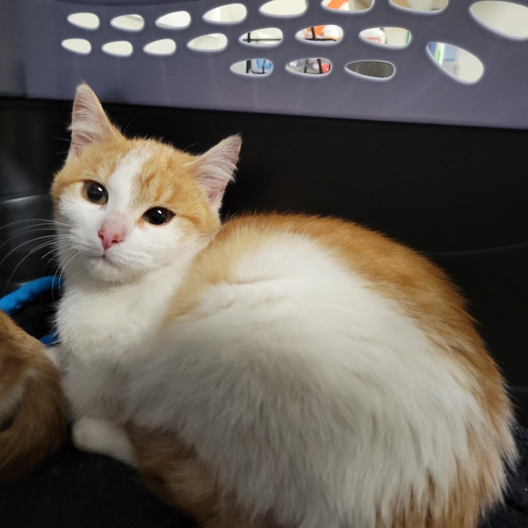 Taco, a Adoptable Domestic Short Hair in Saint Cloud, MN image 2/6