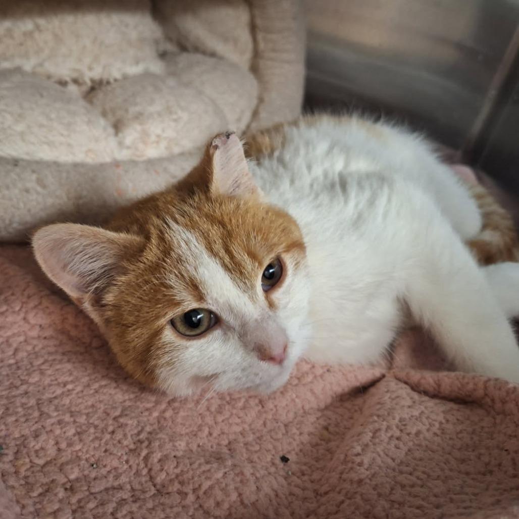 Taco, a Adoptable Domestic Short Hair in Saint Cloud, MN image 3/6