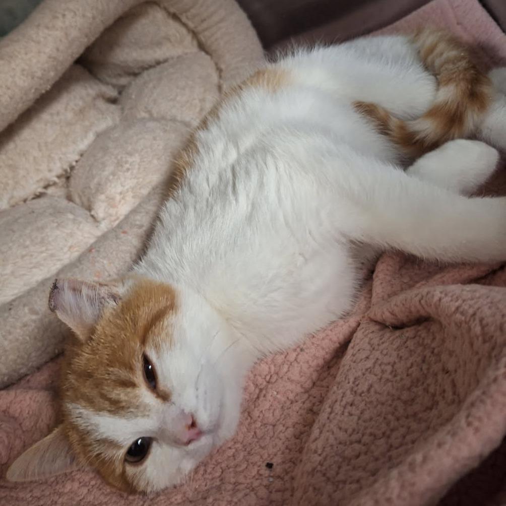 Taco, a Adoptable Domestic Short Hair in Saint Cloud, MN image 4/6