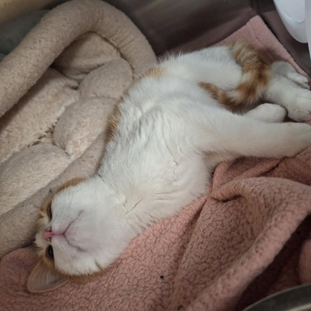 Taco, a Adoptable Domestic Short Hair in Saint Cloud, MN image 5/6