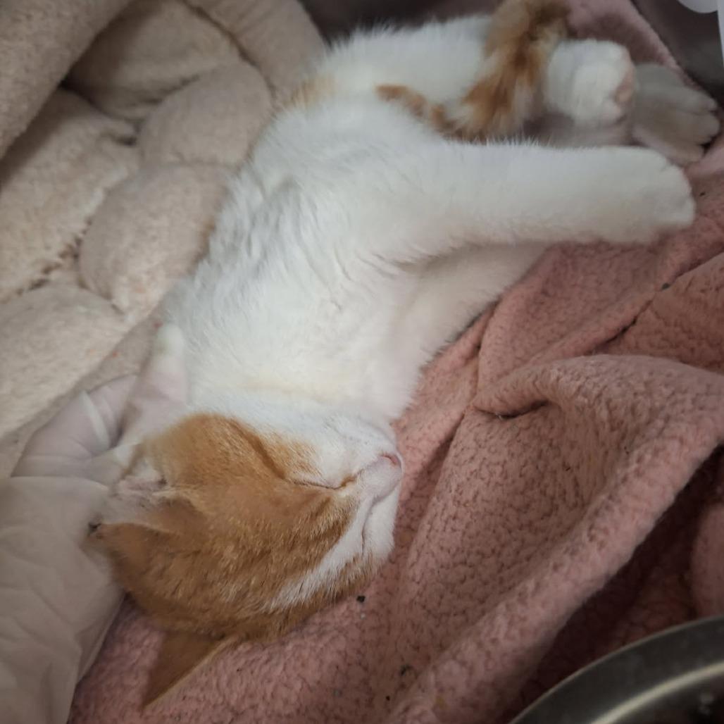 Taco, a Adoptable Domestic Short Hair in Saint Cloud, MN image 6/6