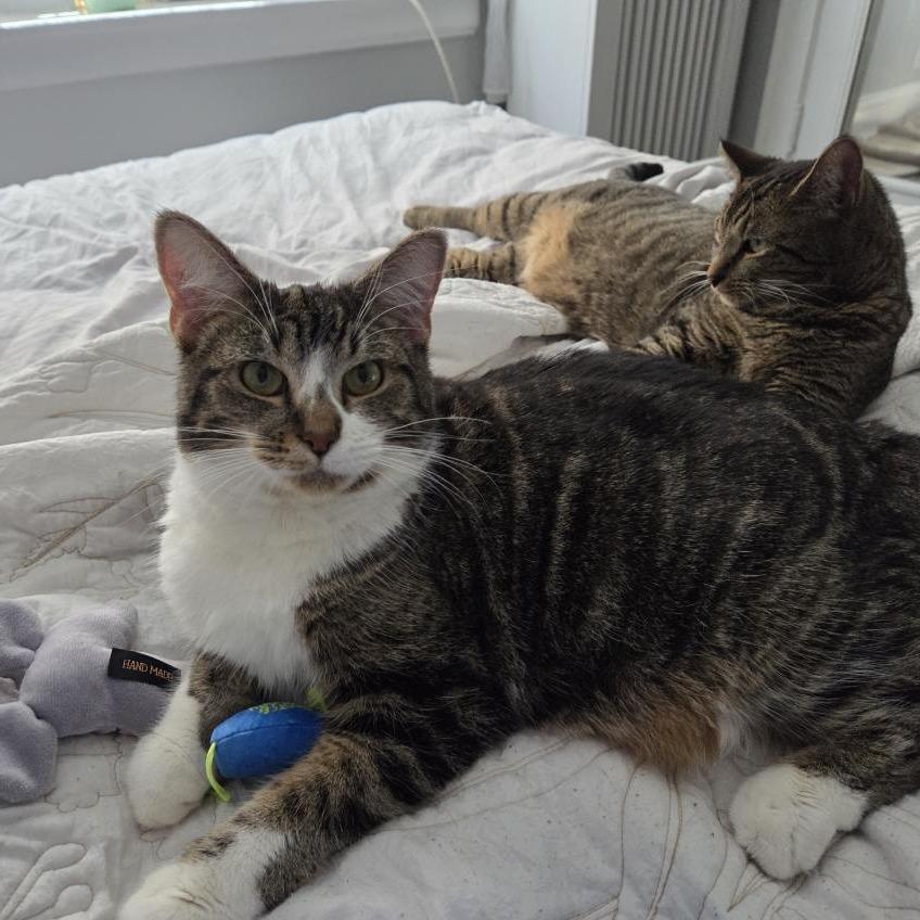 Lychee, a Adoptable Domestic Short Hair in Evanston, IL image 1/6
