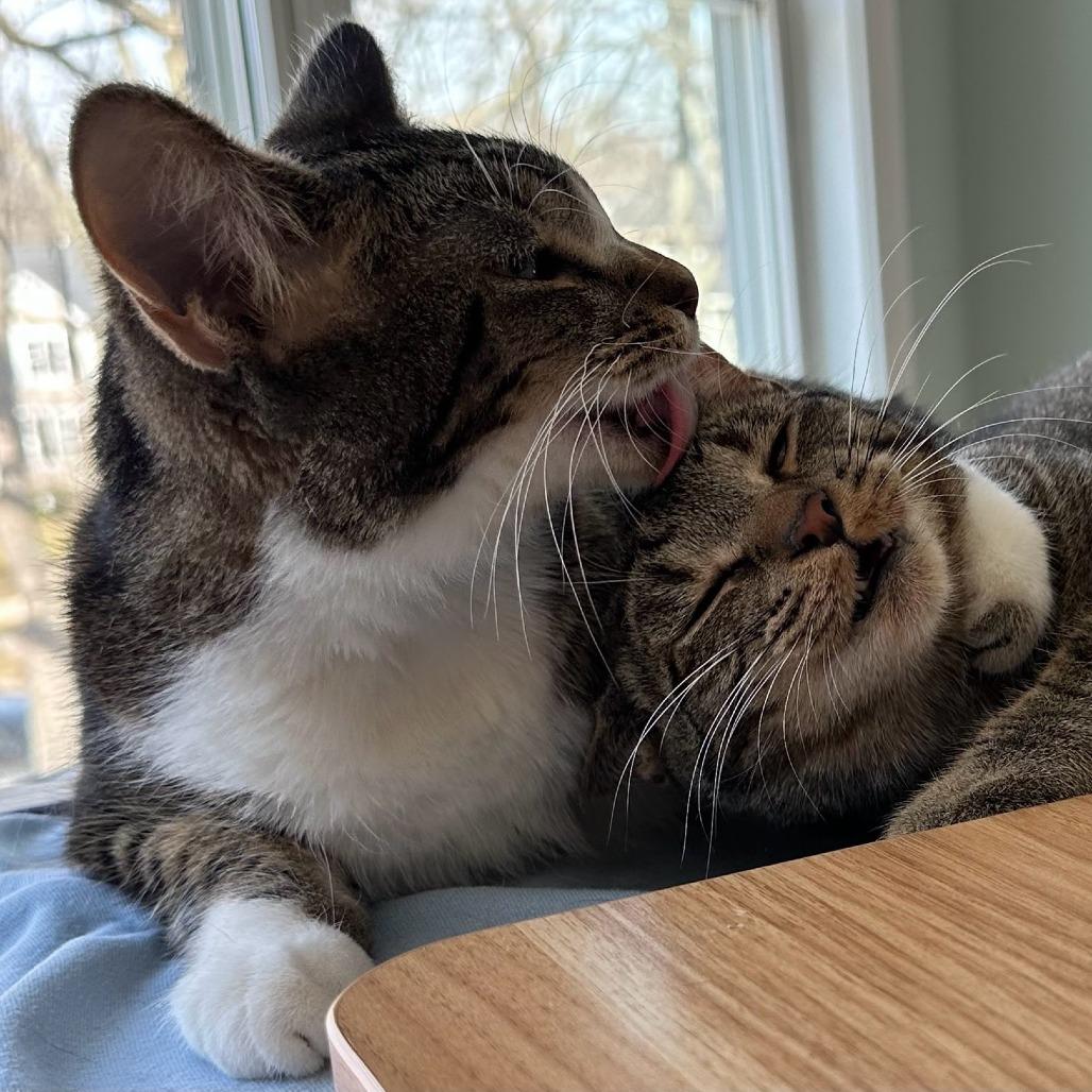 Lychee, a Adoptable Domestic Short Hair in Evanston, IL image 5/6