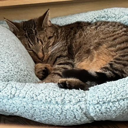 Lychee, a Adoptable Domestic Short Hair in Evanston, IL image 2/6