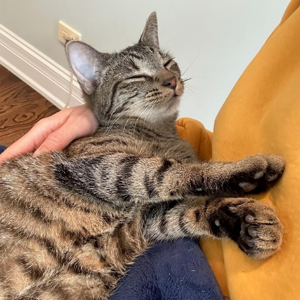 Lychee, a Adoptable Domestic Short Hair in Evanston, IL image 6/6