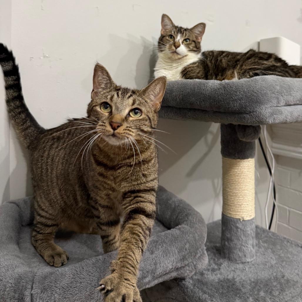 Lychee, a Adoptable Domestic Short Hair in Evanston, IL image 4/6
