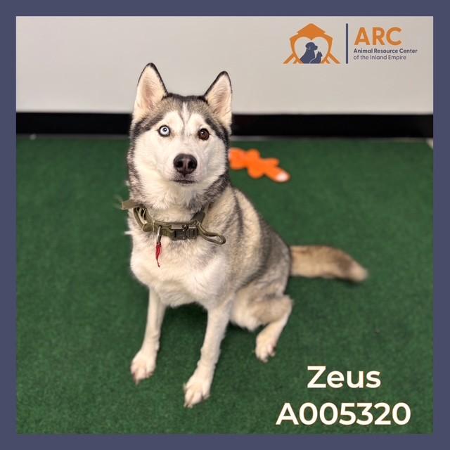 ZEUS, Adoptable, Adult Male Siberian Husky.