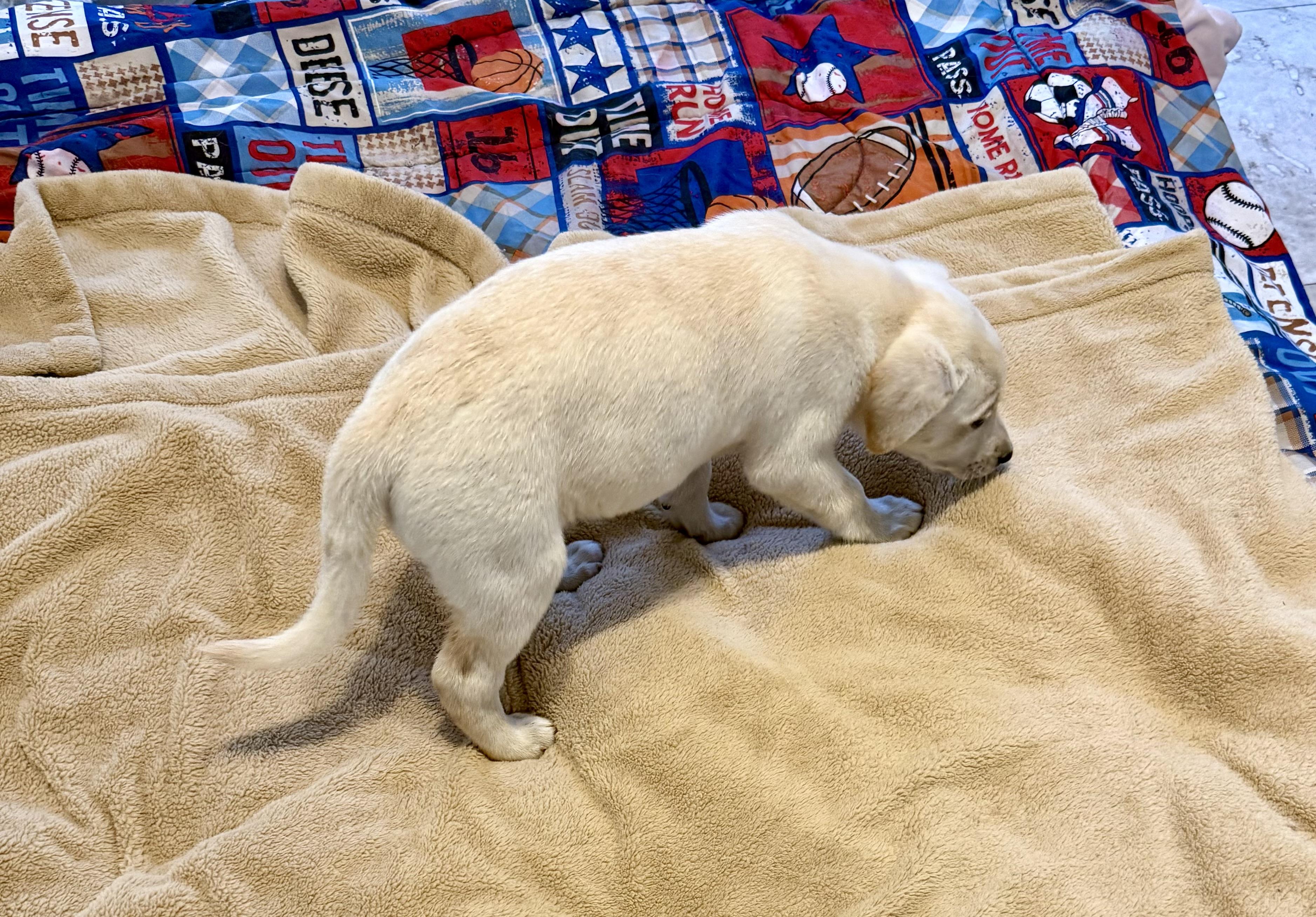 Enlarge Whitey Female Labrador Retriever Puppy Girl, an adopted Labrador Retriever in Boca Raton, FL image 6/6