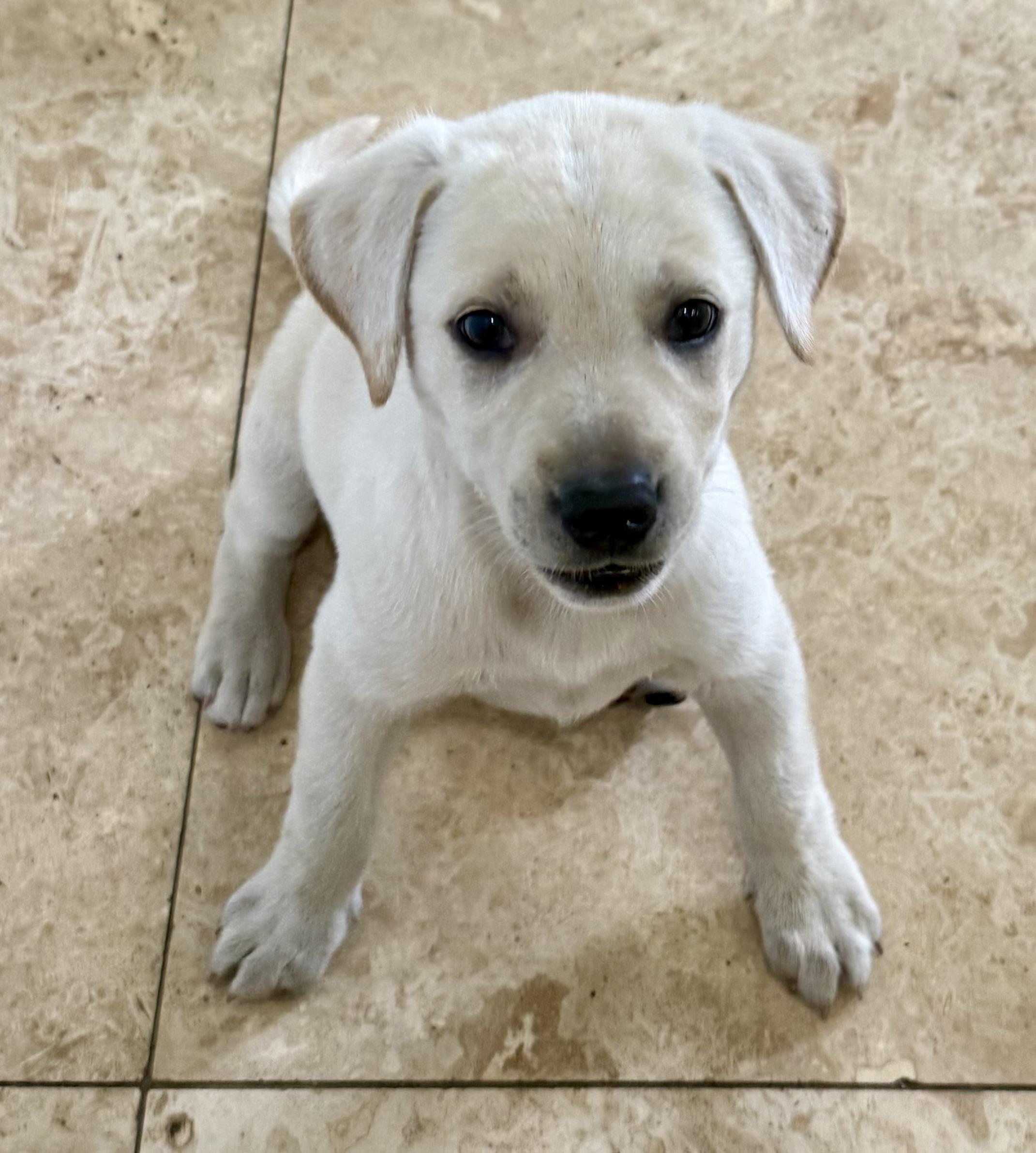Whitey Female Labrador Retriever Puppy Girl, adopted, Puppy Female Labrador Retriever.