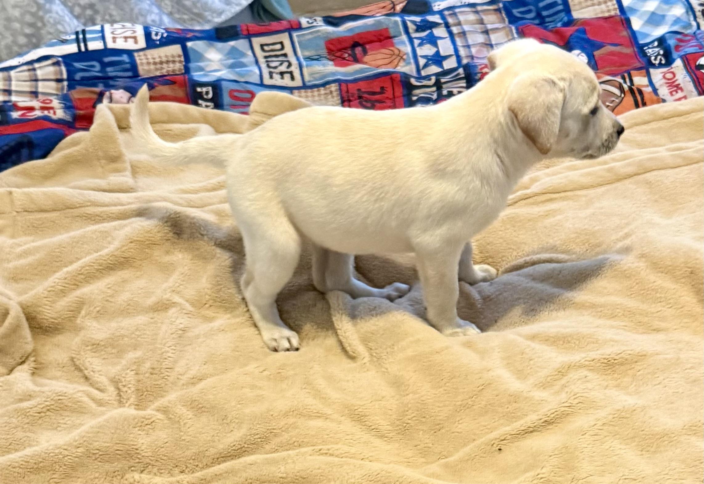 Enlarge Whitey Female Labrador Retriever Puppy Girl, an adopted Labrador Retriever in Boca Raton, FL image 4/6