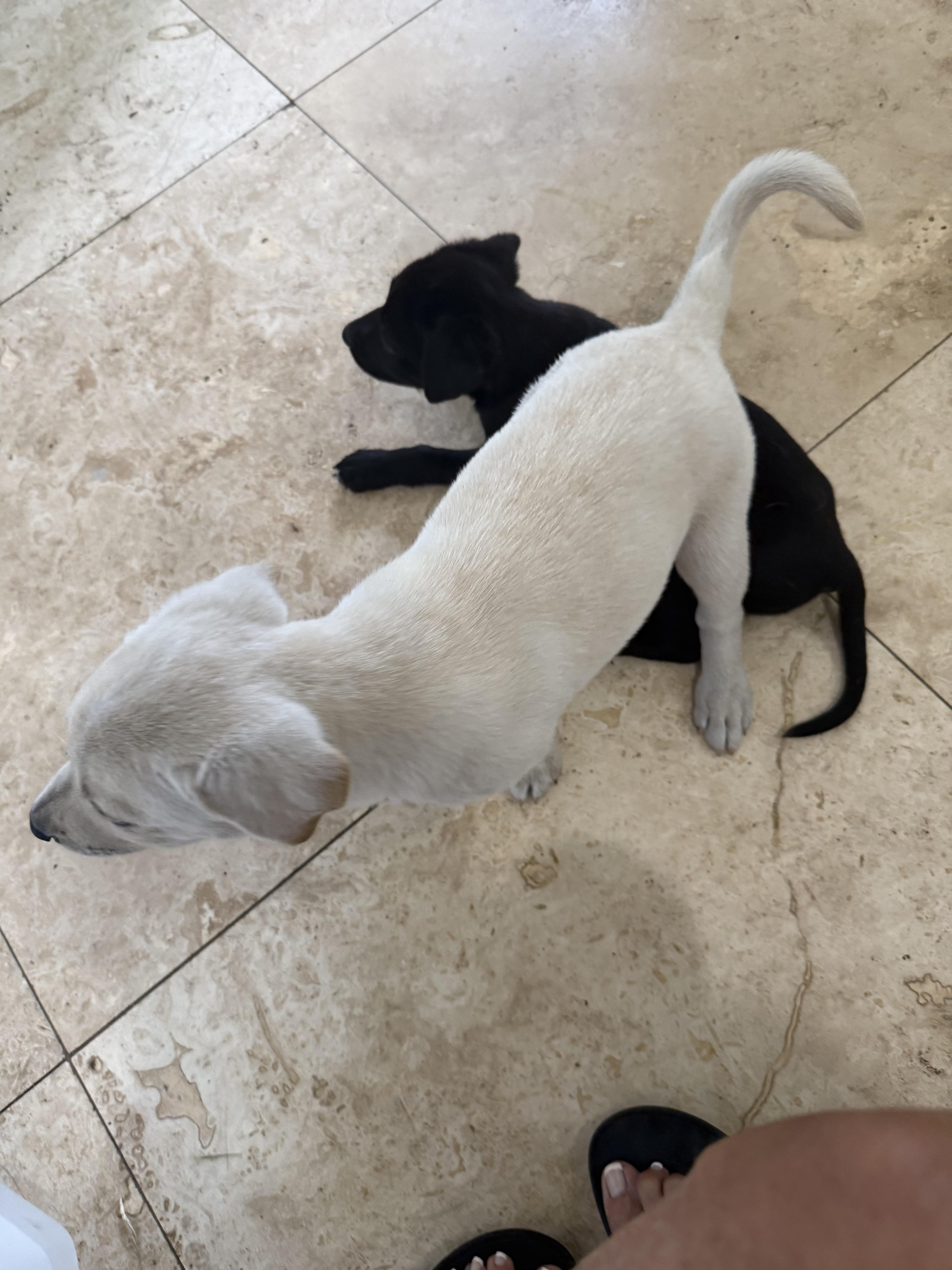 Enlarge Whitey Female Labrador Retriever Puppy Girl, an adopted Labrador Retriever in Boca Raton, FL image 2/6