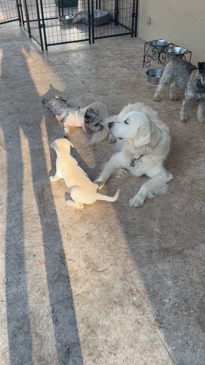 Enlarge Whitey Female Labrador Retriever Puppy Girl, an adopted Labrador Retriever in Boca Raton, FL video 5/6