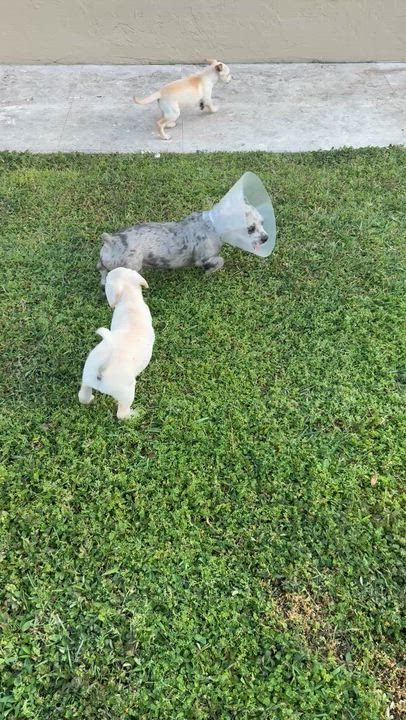 Enlarge Whitey Female Labrador Retriever Puppy Girl, an adopted Labrador Retriever in Boca Raton, FL video 3/6