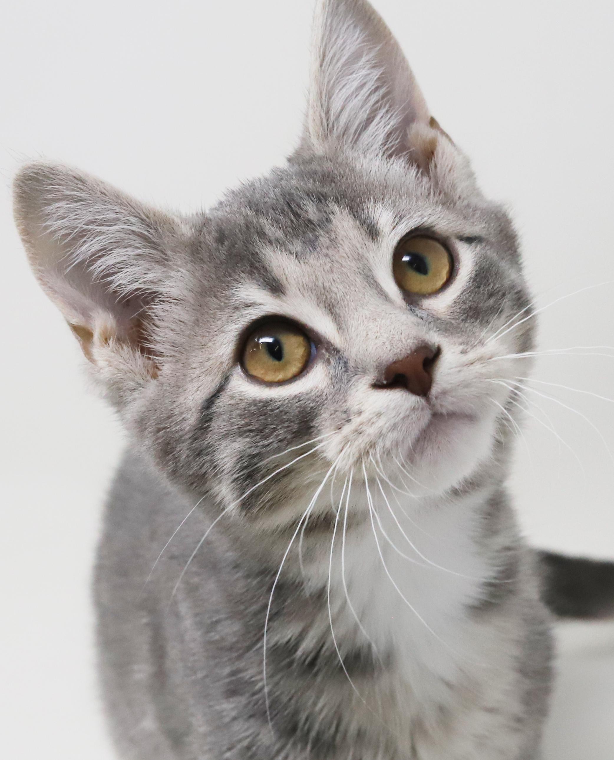 Enlarge Ragoon is our heartthrob! Can he be any more precious?!   BONDED with BOBA, a Adoptable mixed breed in Bedford Hills, NY image 2/6