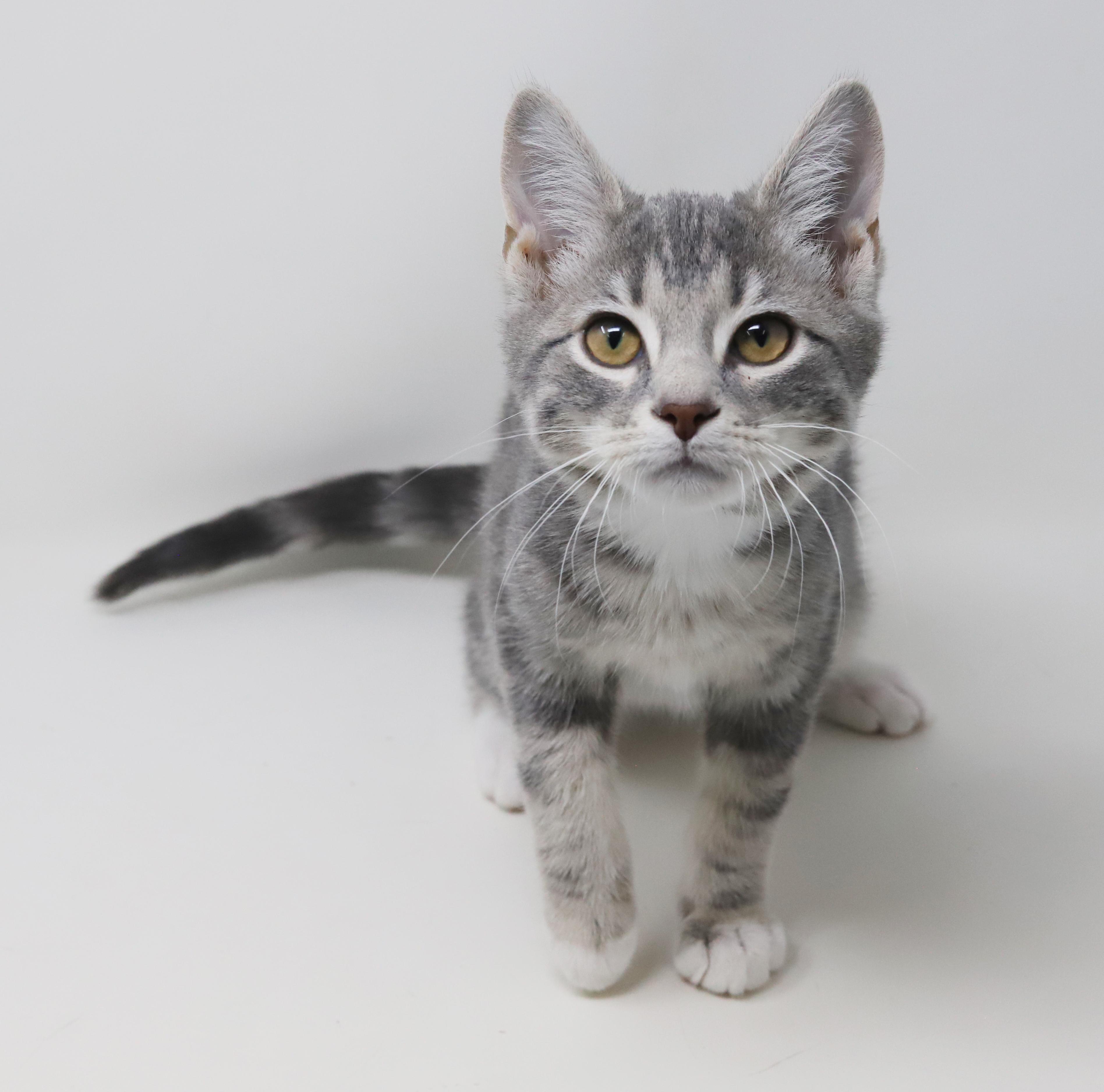 Enlarge Ragoon is our heartthrob! Can he be any more precious?!   BONDED with BOBA, a Adoptable mixed breed in Bedford Hills, NY image 5/6