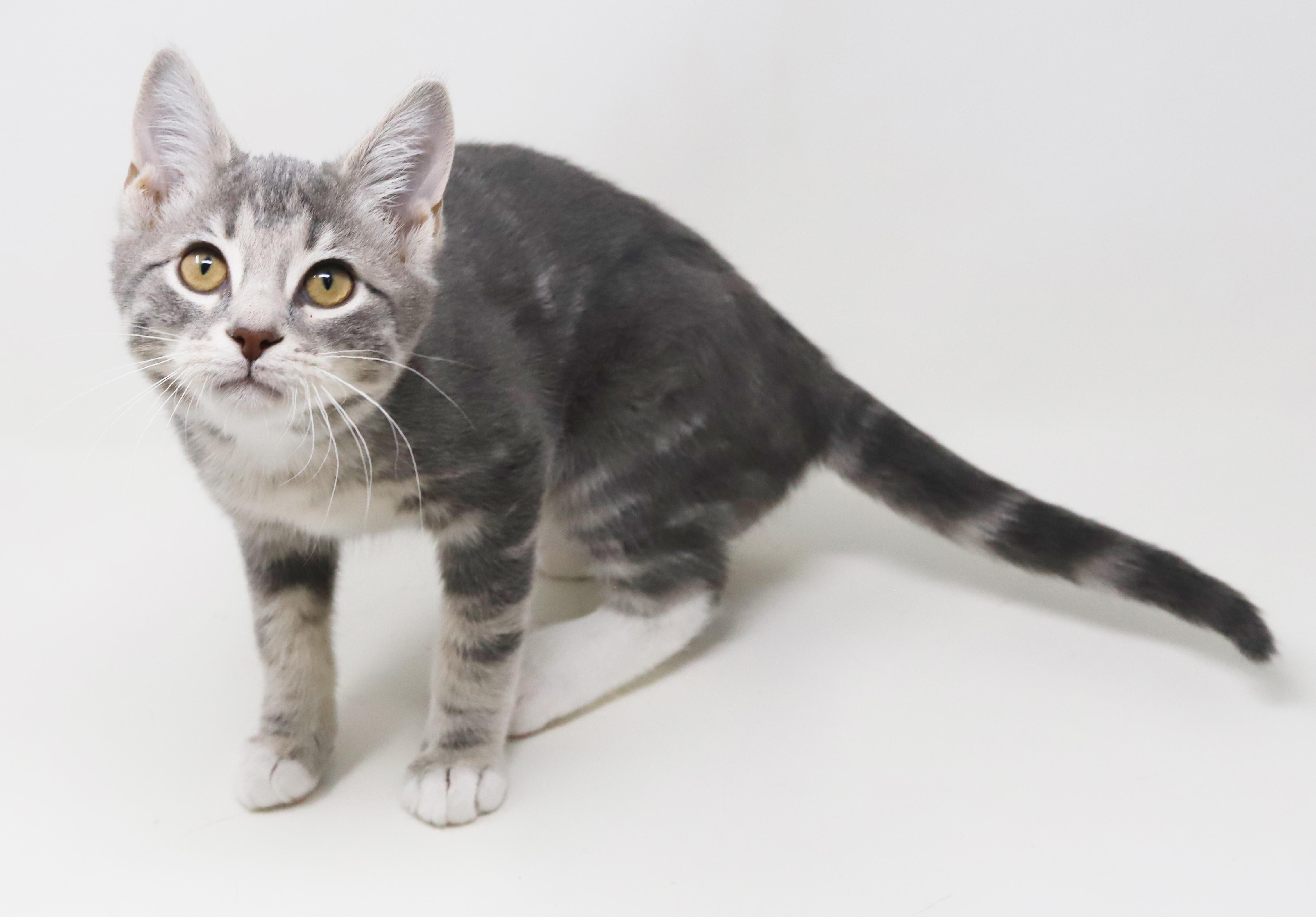 Enlarge Ragoon is our heartthrob! Can he be any more precious?!   BONDED with BOBA, a Adoptable mixed breed in Bedford Hills, NY image 4/6