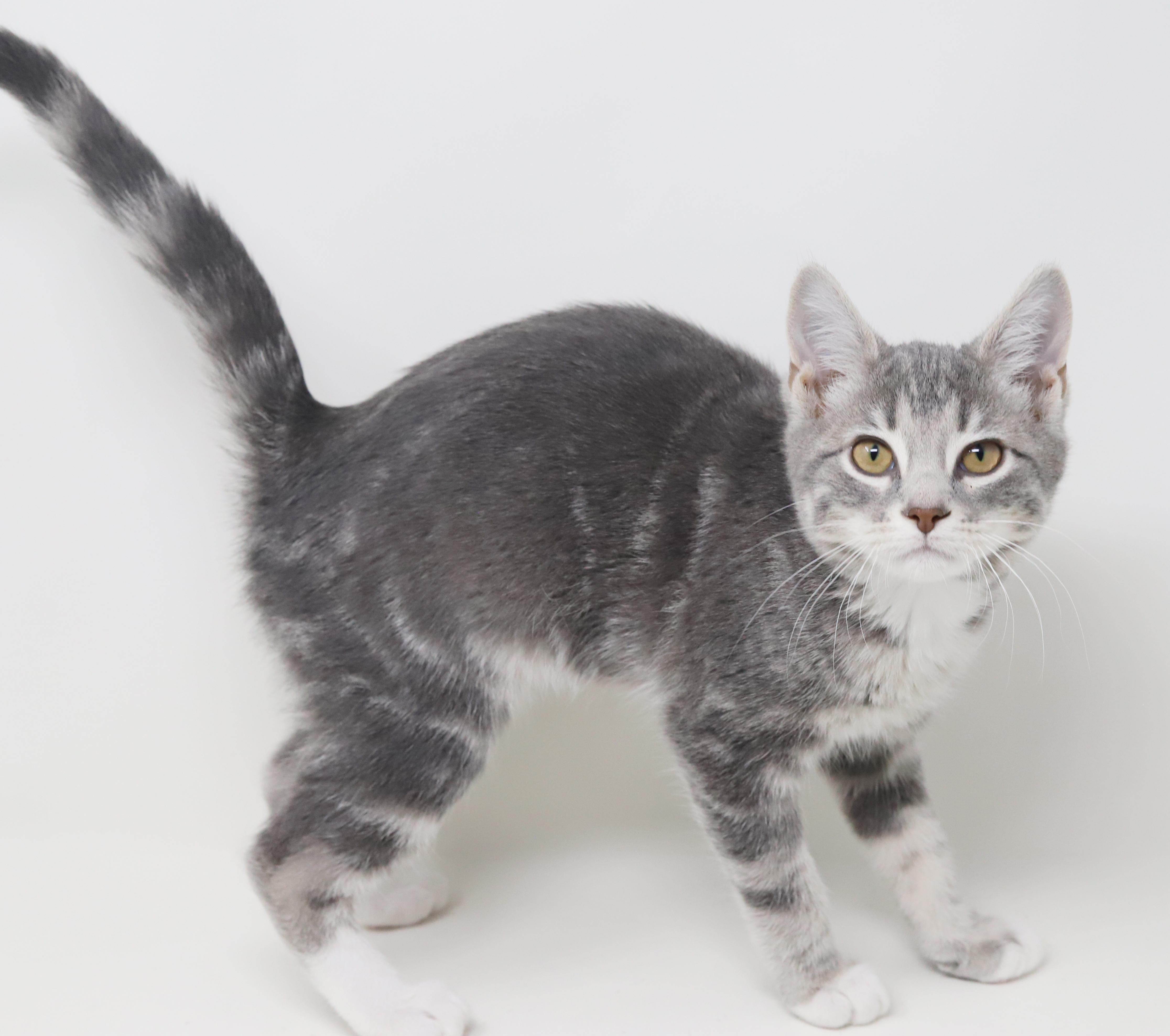 Enlarge Ragoon is our heartthrob! Can he be any more precious?!   BONDED with BOBA, a Adoptable mixed breed in Bedford Hills, NY image 6/6