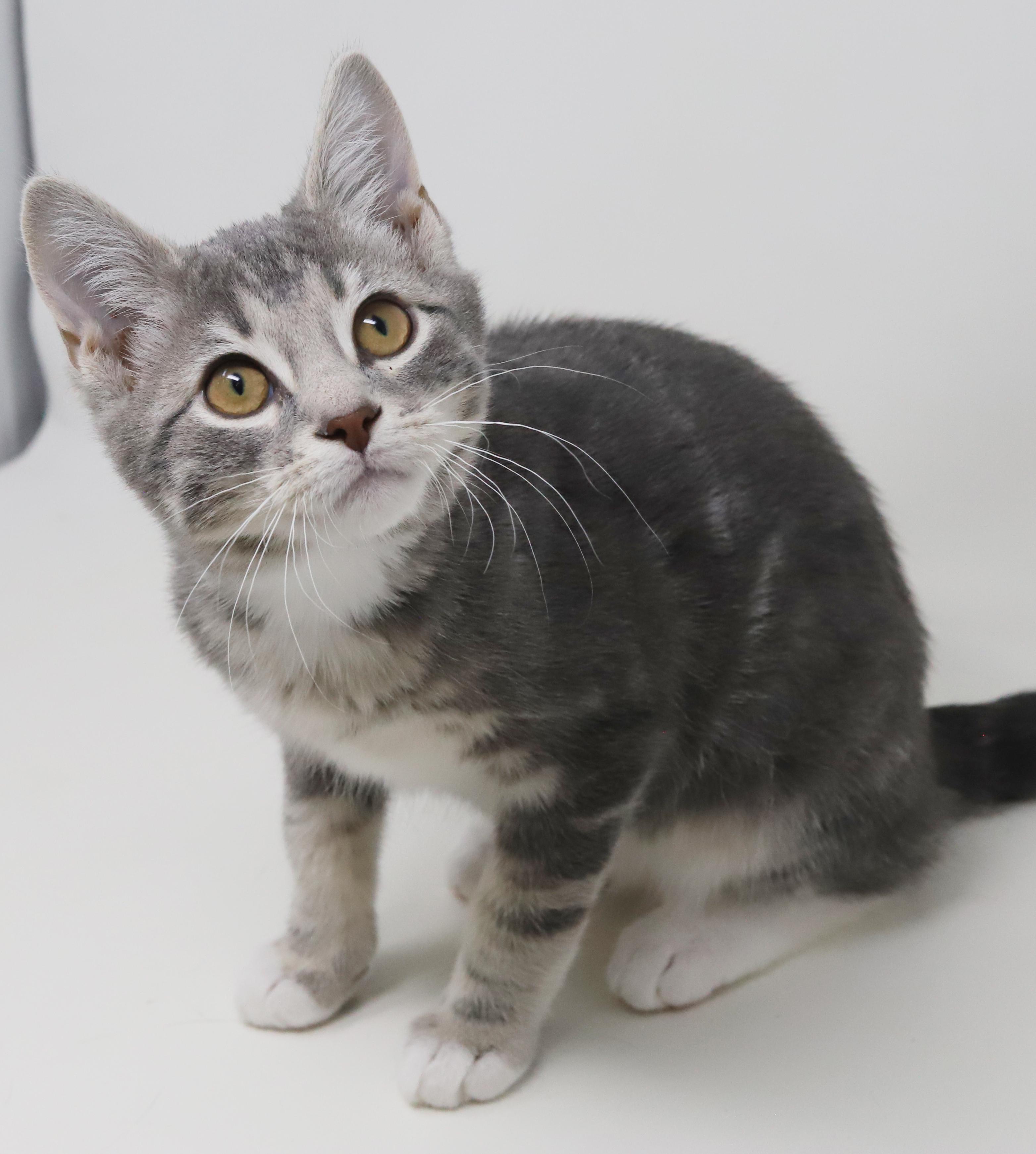 Enlarge Ragoon is our heartthrob! Can he be any more precious?!   BONDED with BOBA, a Adoptable mixed breed in Bedford Hills, NY image 3/6