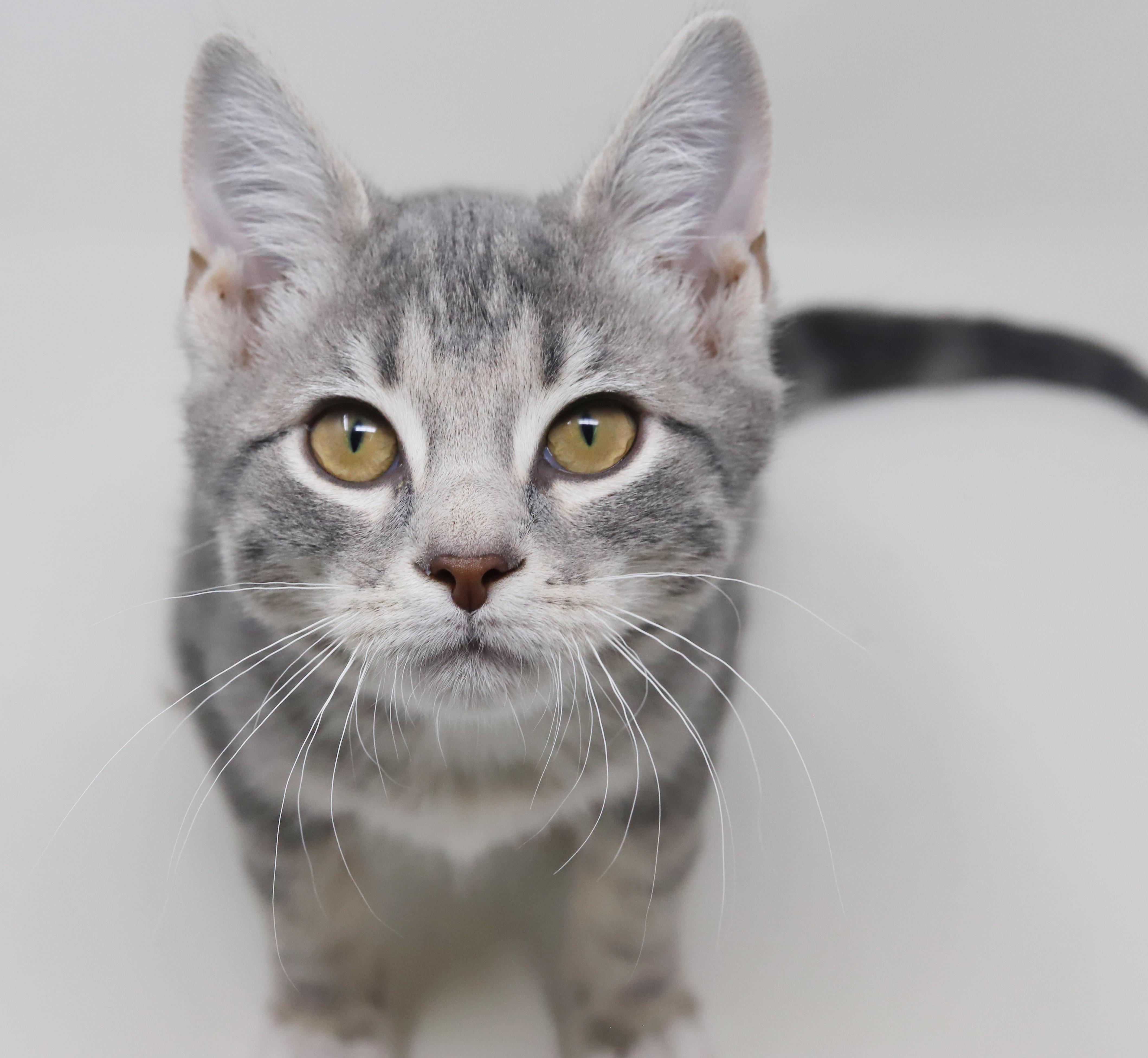 Ragoon is our heartthrob! Can he be any more precious?! BONDED with BOBA, Adoptable, Kitten Male Silver & Tabby.