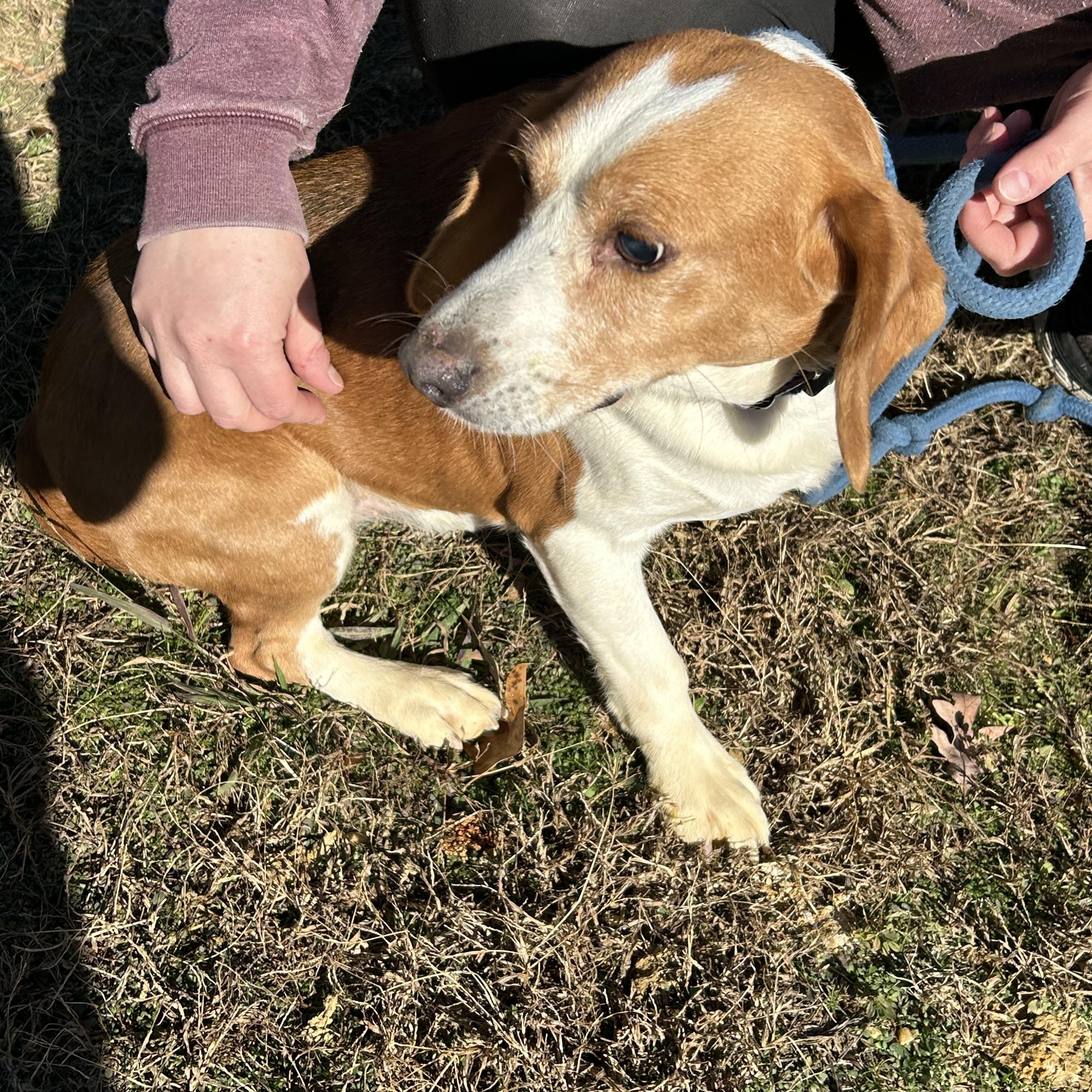 Biskit, ADOPTABLE, Adult Male Beagle & Basset Hound.