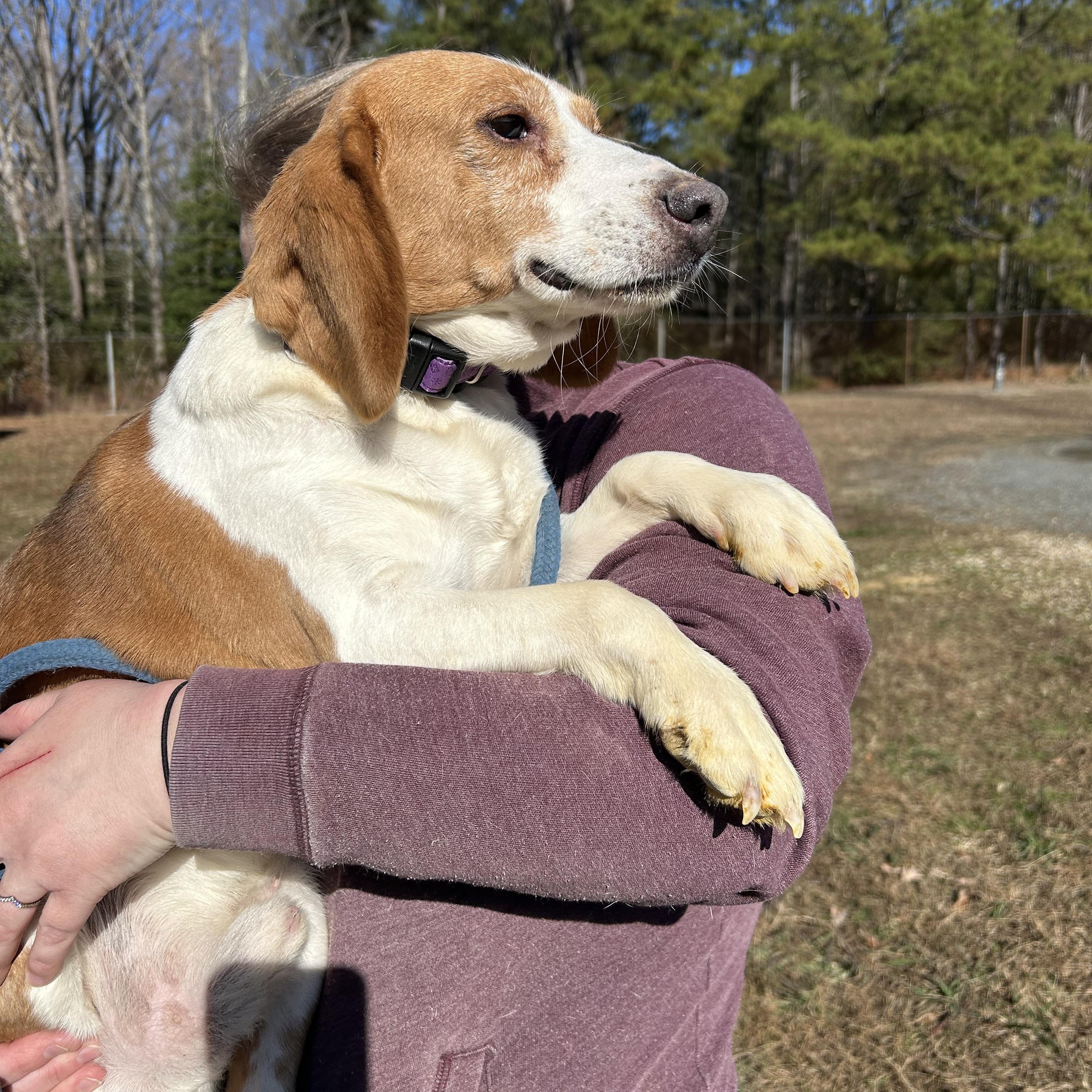 Enlarge Biskit, a ADOPTABLE mixed breed in Charles City, VA image 2/4