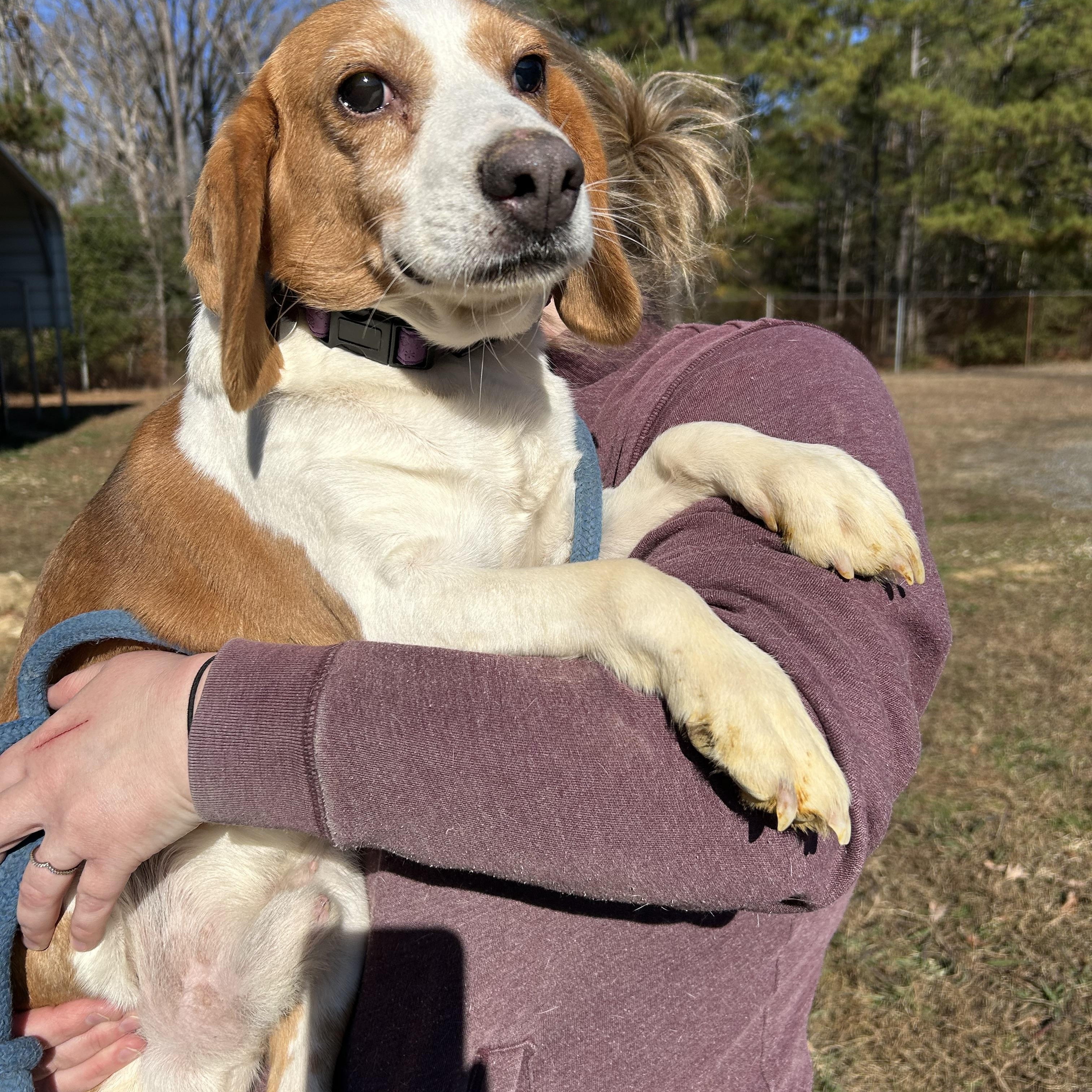 Enlarge Biskit, a ADOPTABLE mixed breed in Charles City, VA image 3/4