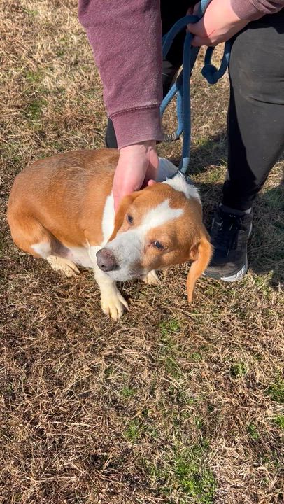 Enlarge Biskit, a ADOPTABLE mixed breed in Charles City, VA video 4/4