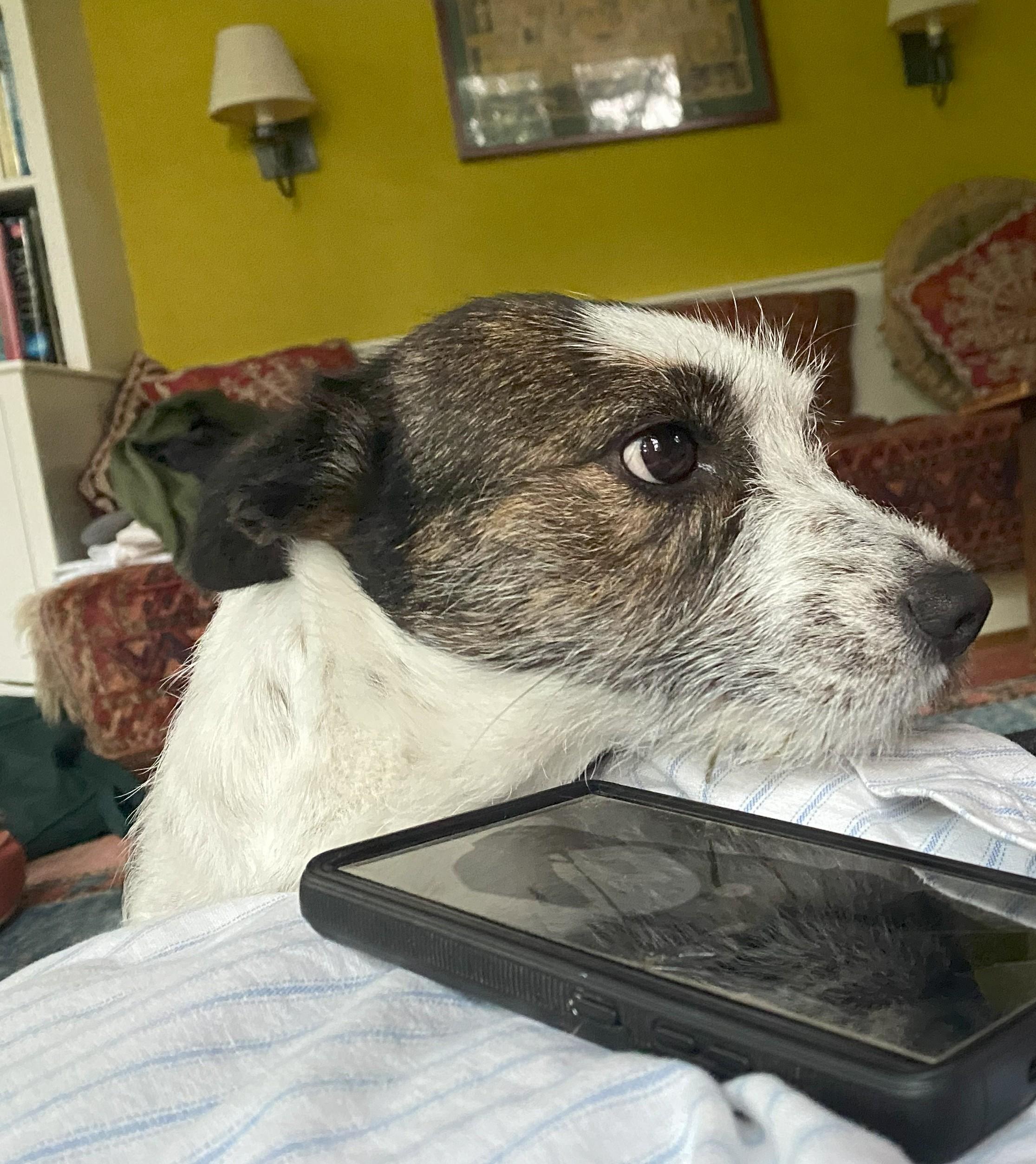 Enlarge Moo, an adopted mixed breed in Moses Lake, WA image 2/6