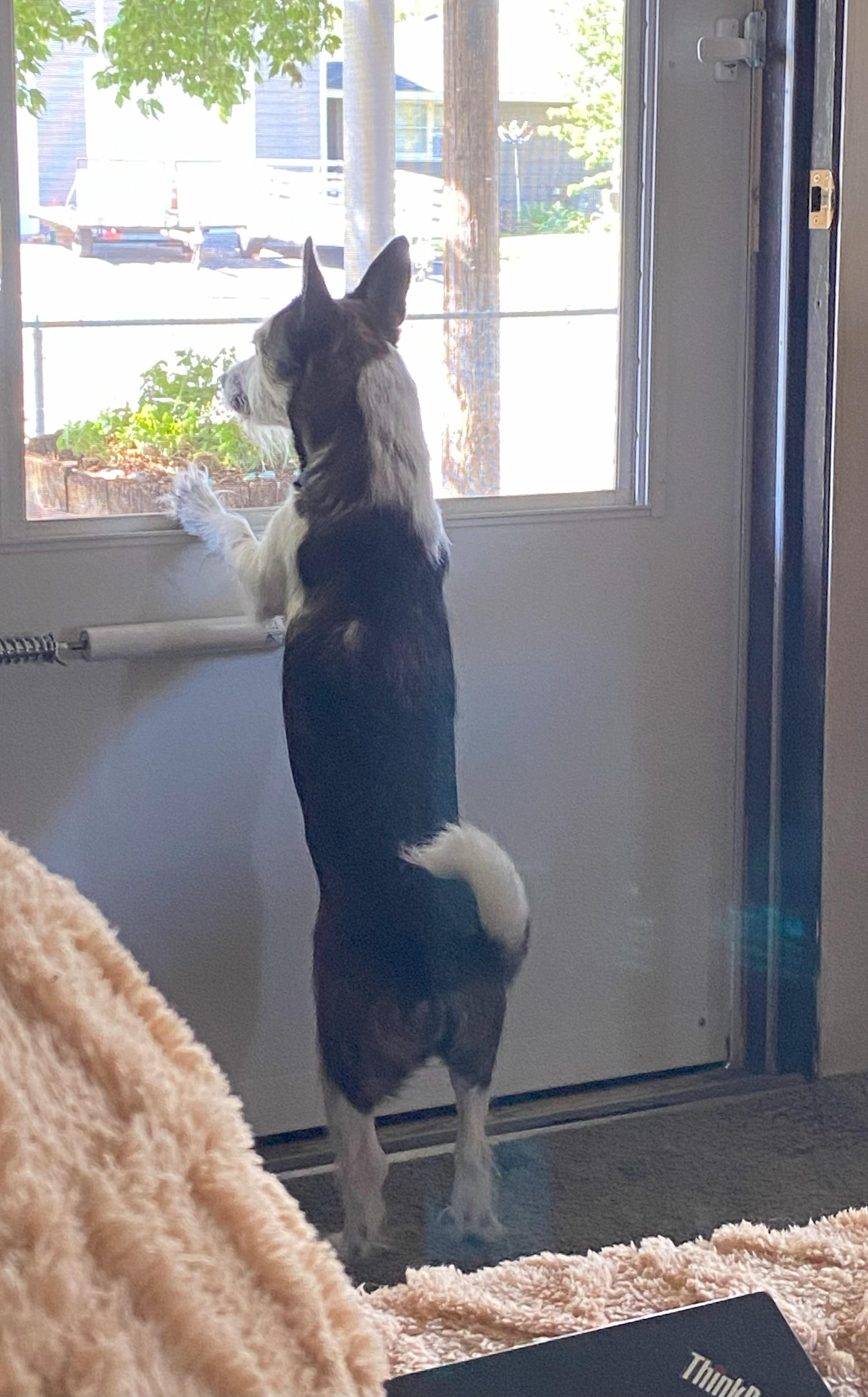 Moo, an adoptable Miniature Schnauzer in Ephrata, WA, 98823 | Photo Image 3