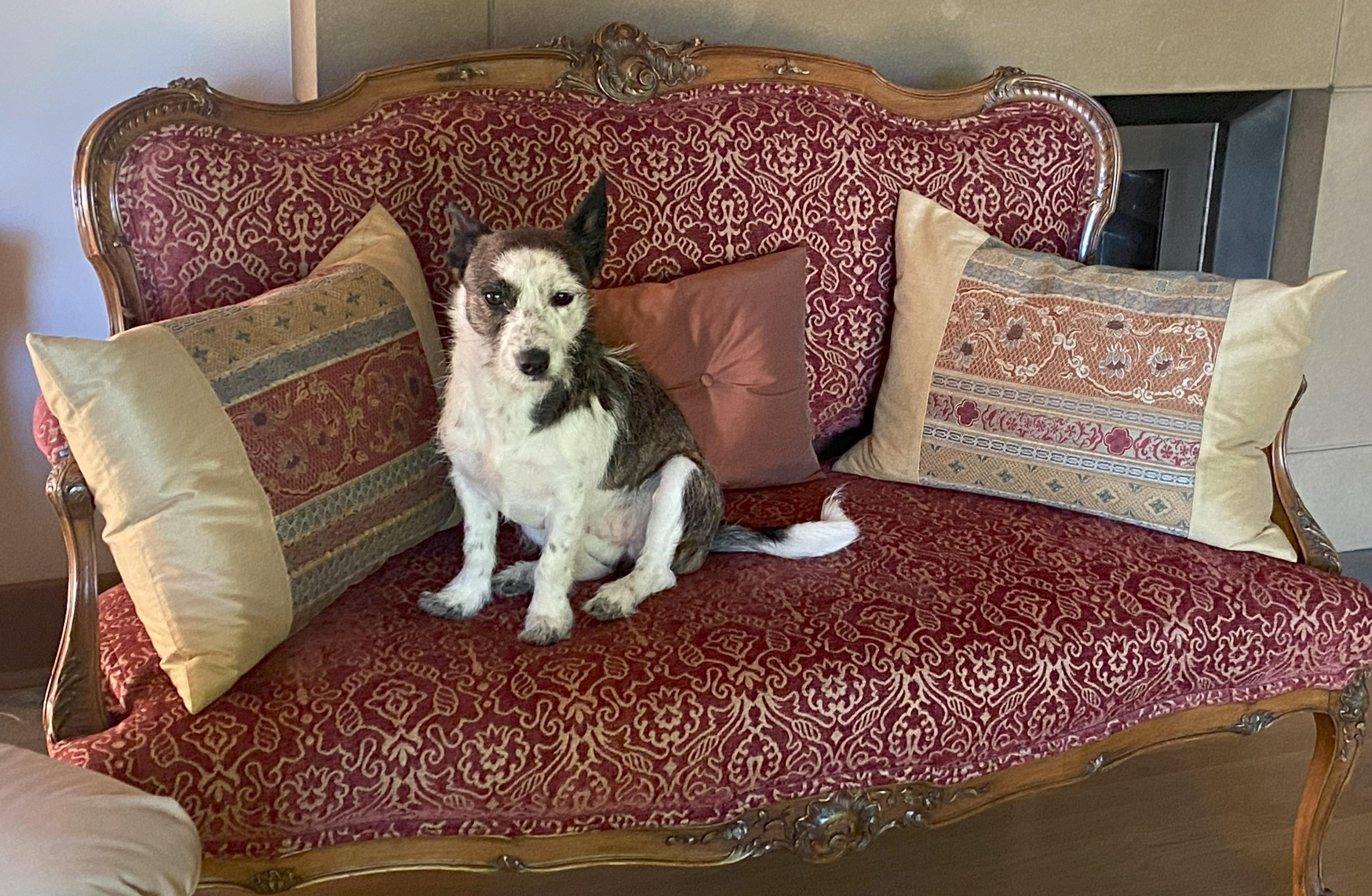 Enlarge Moo, an adopted mixed breed in Moses Lake, WA image 4/6