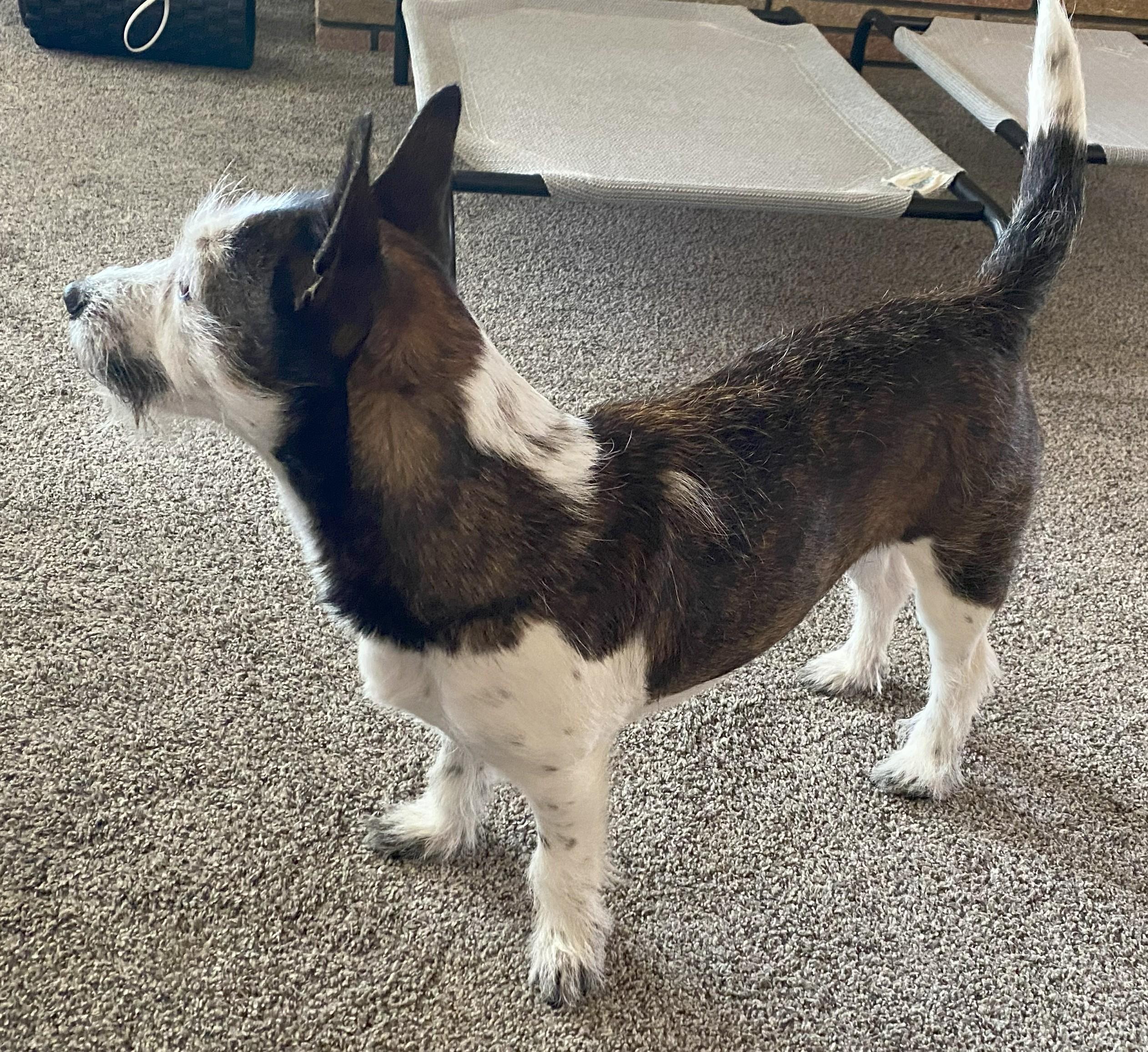 Enlarge Moo, an adopted mixed breed in Moses Lake, WA image 1/6