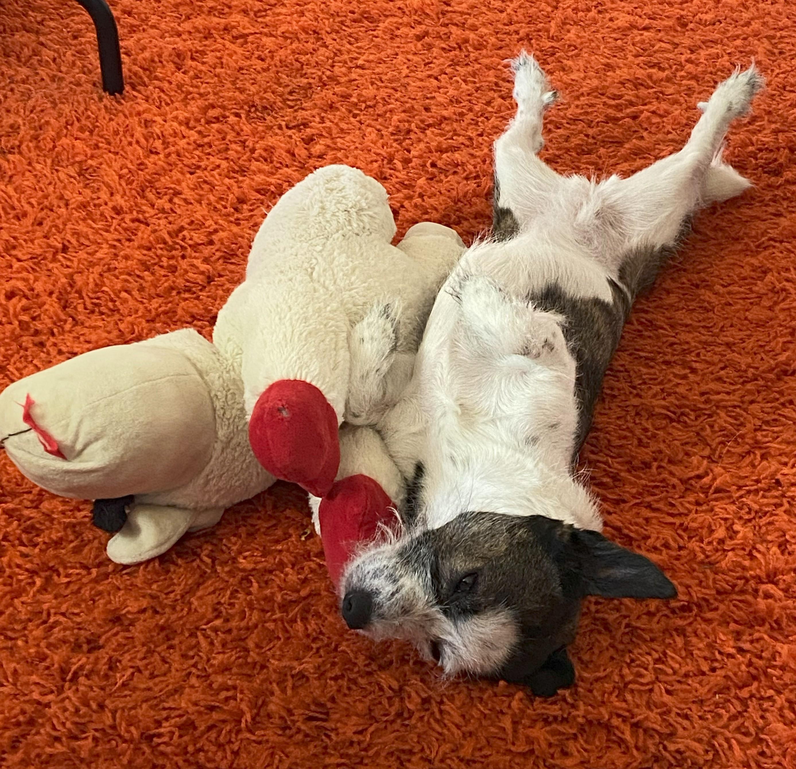 Moo, an adoptable Miniature Schnauzer in Ephrata, WA, 98823 | Photo Image 6