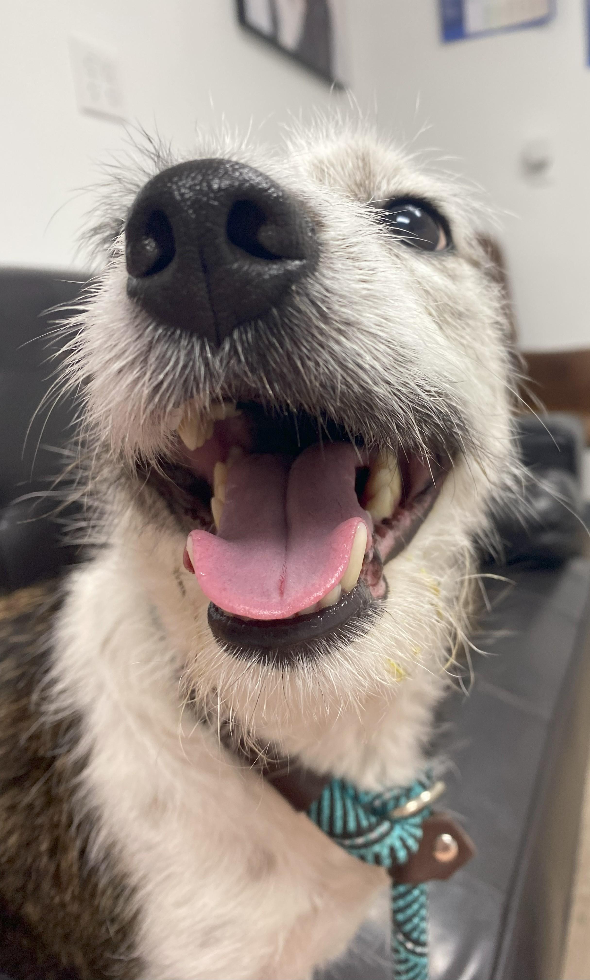 Moo, an adoptable Miniature Schnauzer in Ephrata, WA, 98823 | Photo Image 2