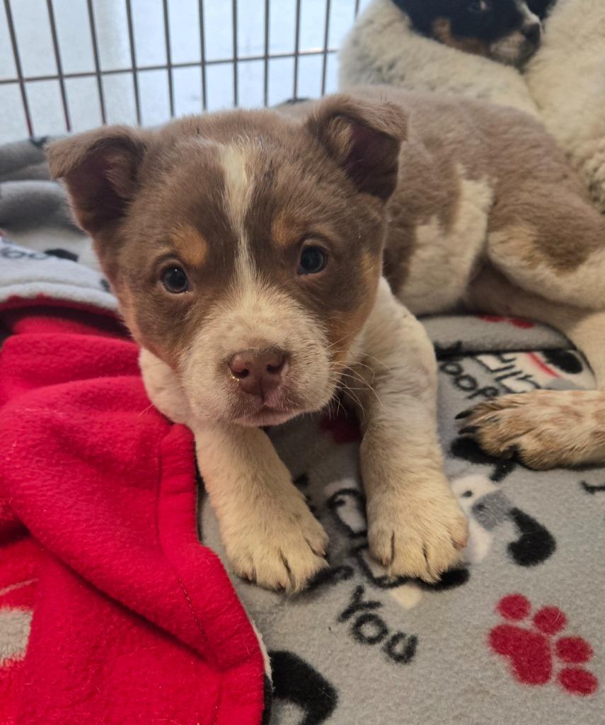 Ranger Yrly 55, Adopted, Puppy Male Cattle Dog.