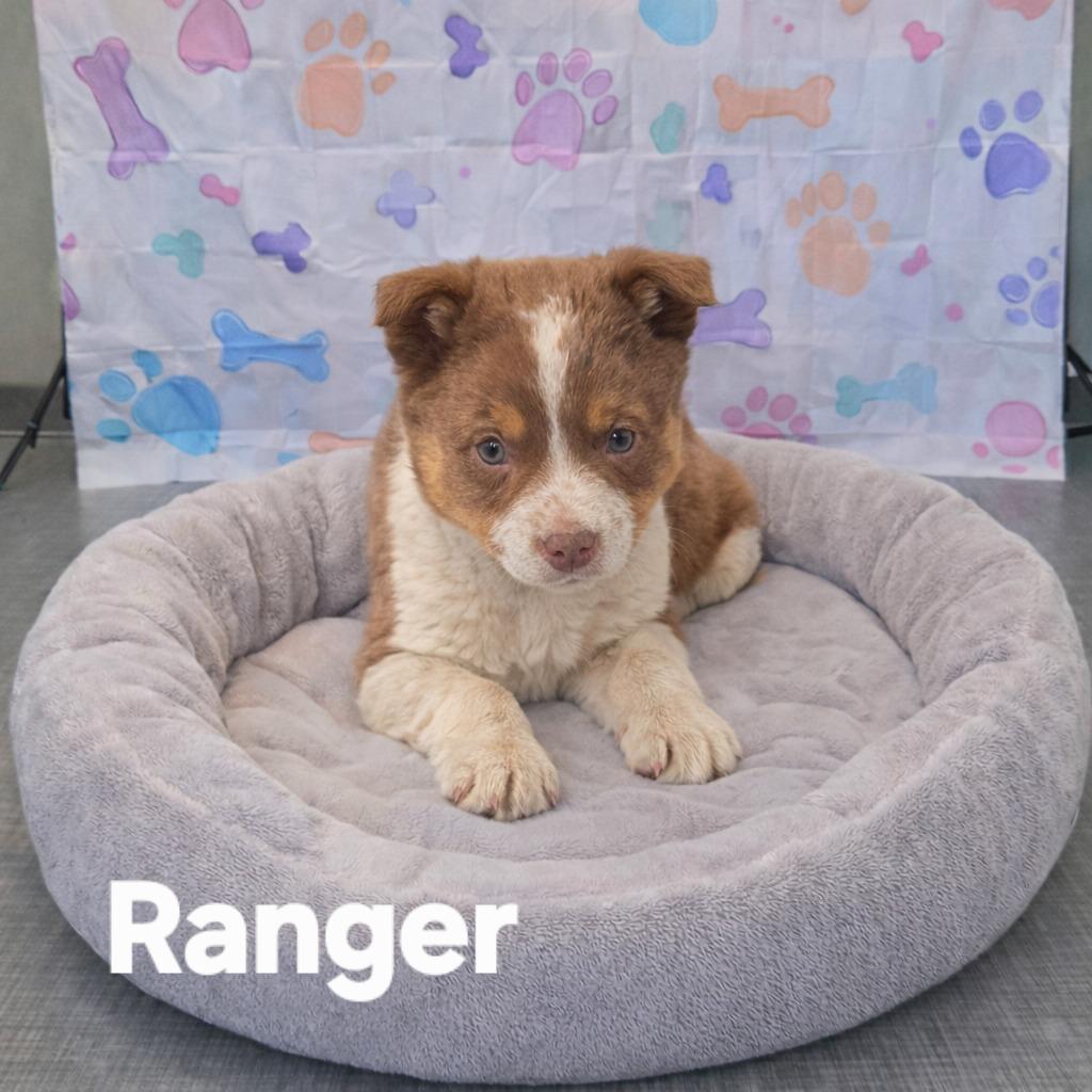 Ranger Yrly 55, a Adopted Cattle Dog in Sidney, OH image 2/2