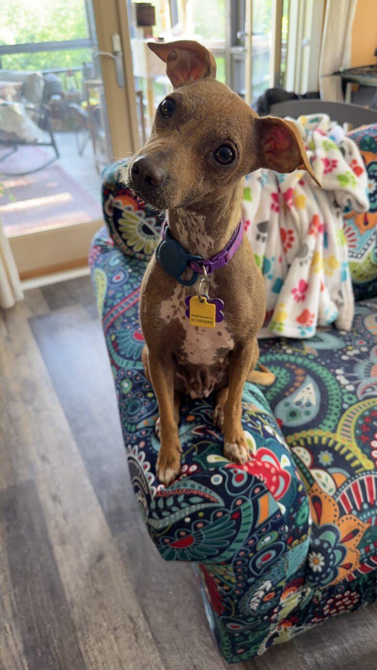 Peep, a ADOPTABLE mixed breed in Knoxville, TN image 2/4