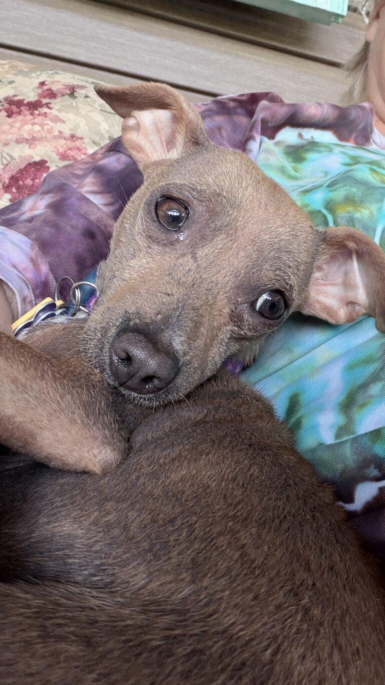 Peep, a ADOPTABLE mixed breed in Knoxville, TN image 3/4