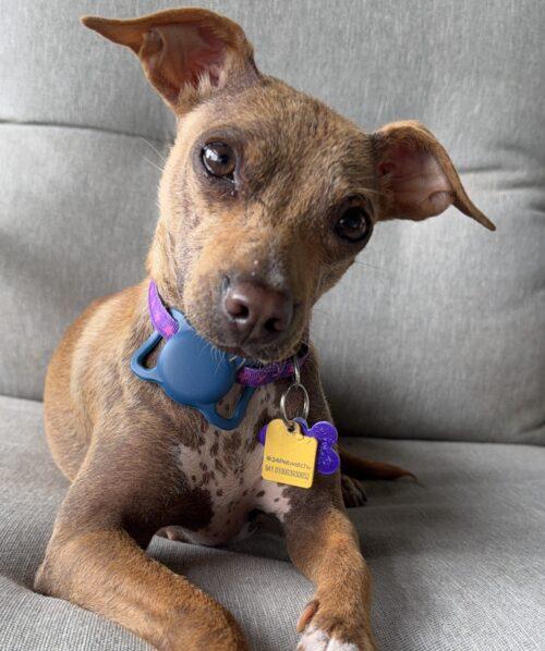 Peep, ADOPTABLE, Adult Female Chihuahua & Terrier.