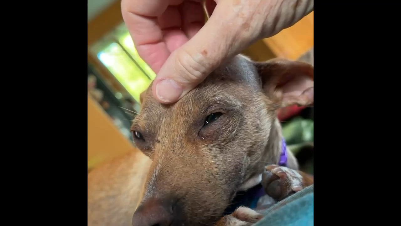 Enlarge Peep, a ADOPTABLE mixed breed in Knoxville, TN video 4/4