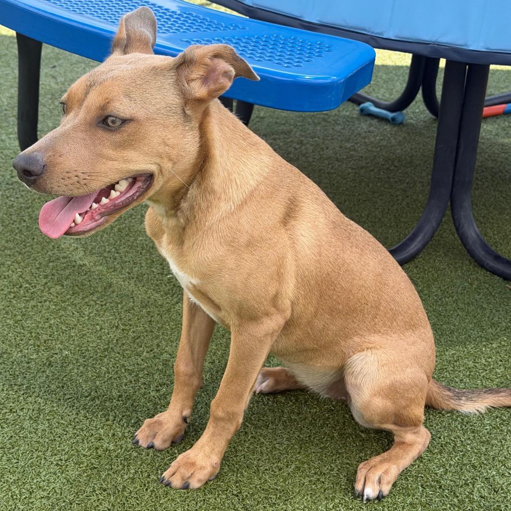 Zalla, Adoptable, Young Female Hound & Mixed Breed.