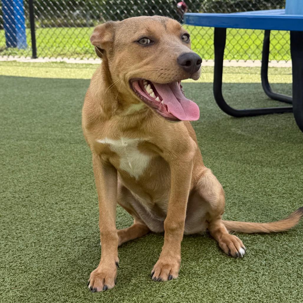 Enlarge Zalla, a Adoptable mixed breed in Bryan, TX image 2/3