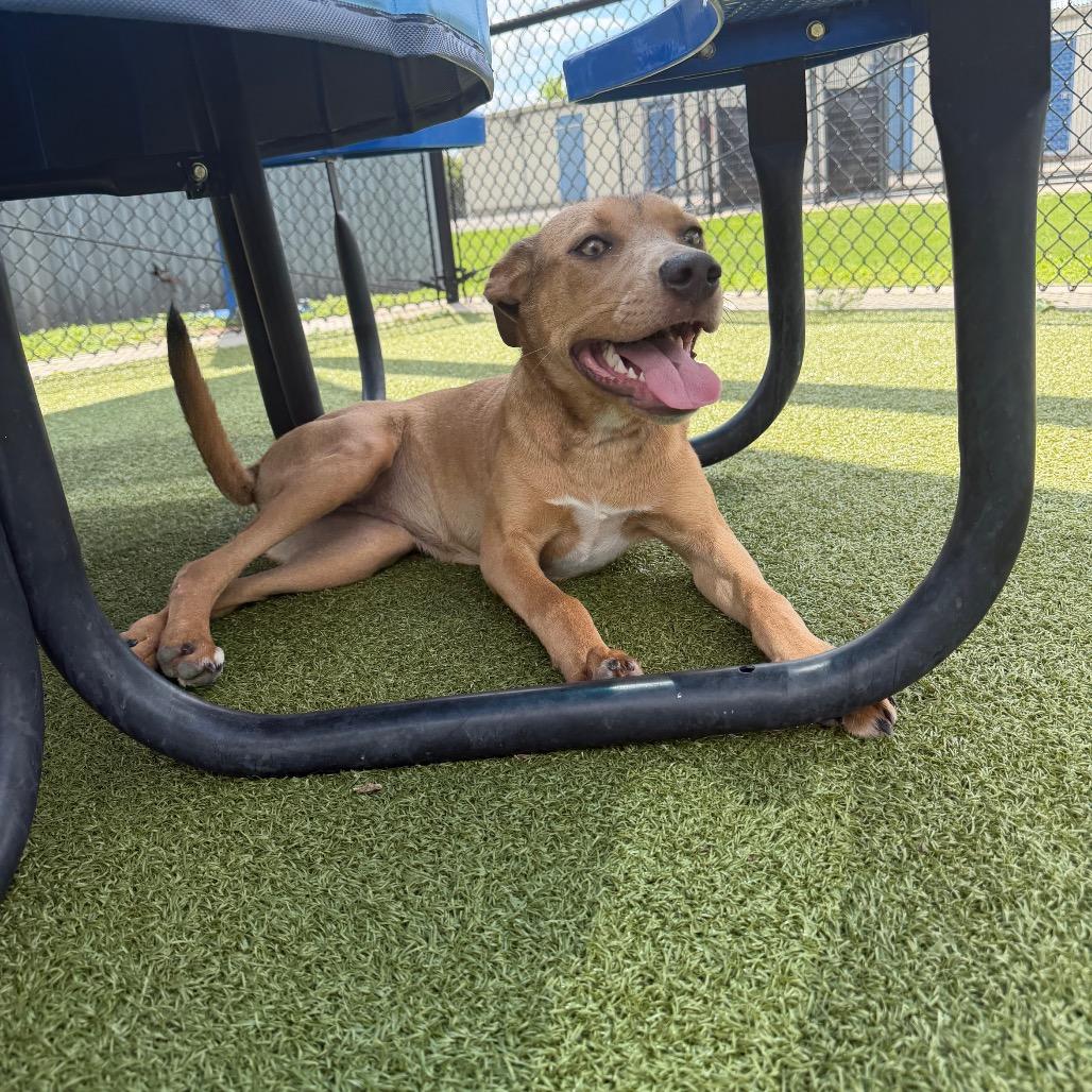 Enlarge Zalla, a Adoptable mixed breed in Bryan, TX image 3/3