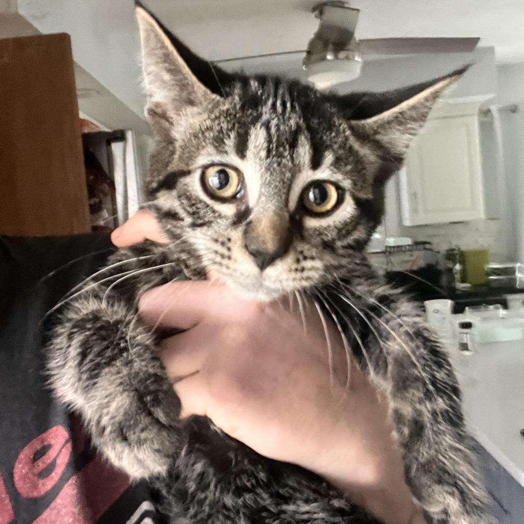Enlarge Tito, a Adoptable Domestic Medium Hair in Springfield, OH image 1/1